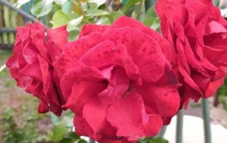 Чайно-гибридная роза ( красная)